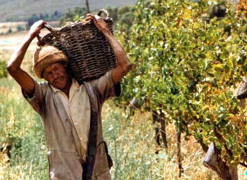 Photograph of Grape-Picking in Paarl.