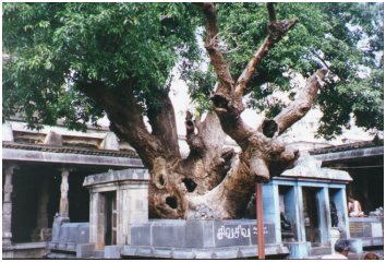 4500 Year Old Mango Tree in Ekambaranathar Temple