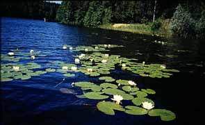 A small lake