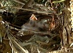 Mid spring, nestlings in blue spruce