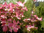 Mid spring, pink dogwood