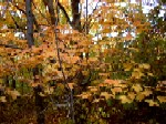 Fall, at Maple Woods Nature Preserve in Gladstone