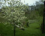 Spring, white dogwood