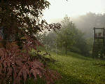 Early summer, spider web on maple tree