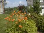 Summer, daylilies