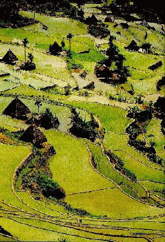 Banaue Rice Terraces