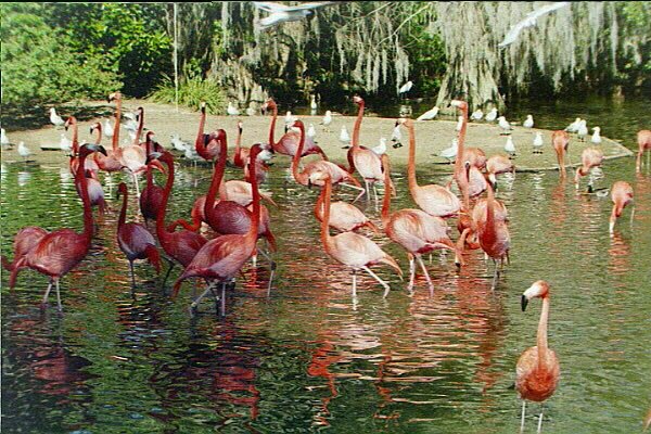 Group of Flamingoes