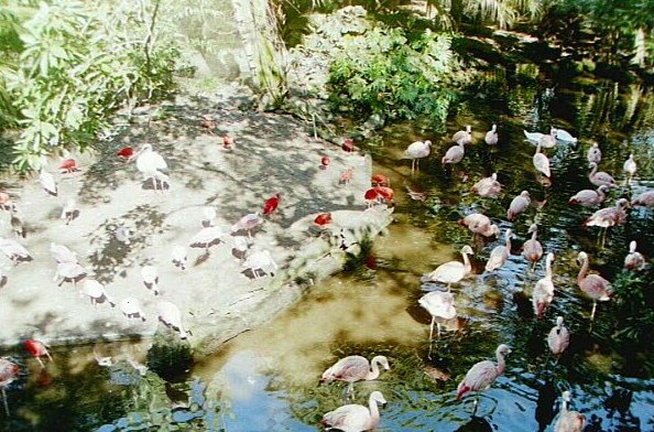 South American Enclosure