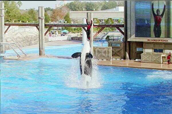 Killer Whale in Action