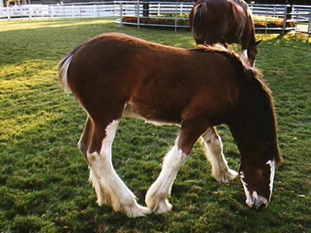 Clydesdale Foal