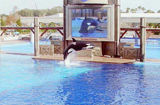 Killer Whale flip