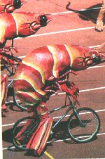 prawns on cycles