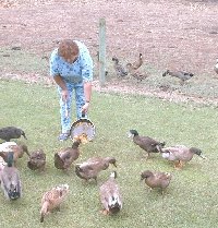 Robin feeding the ducks