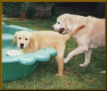 Swimming Lesson