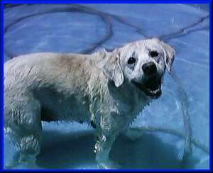 Sophie in the pool