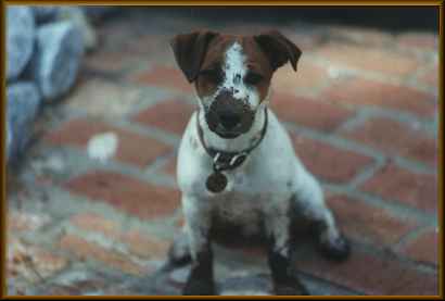 Sparky the Gardener