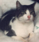 pic of my beautiful departed cat PHLEGMNE