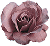 pic of a rose