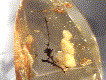 amber.gif (5218 bytes)