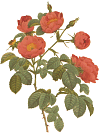 climbingrose.GIF (8948 bytes)