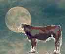 cowmoon.jpg (1962 bytes)