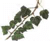 ivy.jpg (1872 bytes)