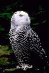 owl_03sm.jpg (4889 bytes)