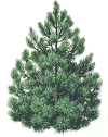 pinetn.gif (9763 bytes)