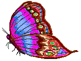 pink-moth.gif (6264 bytes)