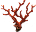 redcoral.gif (6378 bytes)