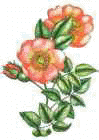 rosetn.jpg (2744 bytes)