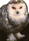 snowyowltn.gif (7939 bytes)