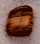 tigerseye1.gif (3467 bytes)