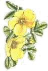 yellowrosetn.jpg (2499 bytes)