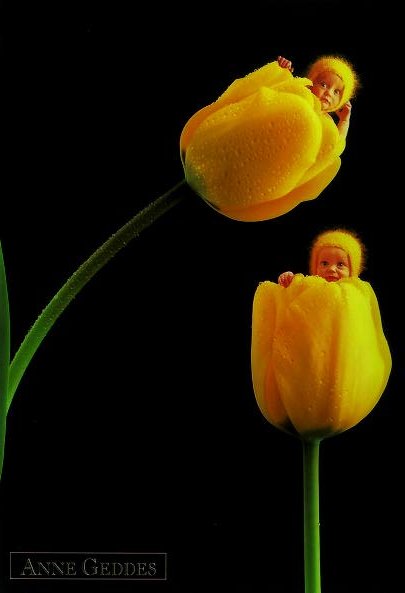 2 yellow baby tulips