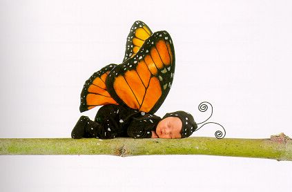 Sleeping butterfly