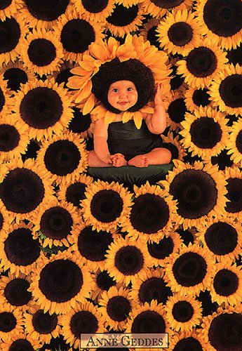 Sunflower baby