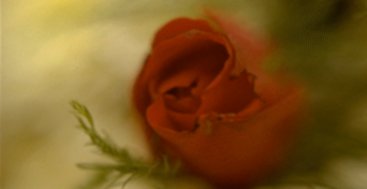 Picture of a rose