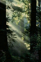 Sunlight streaming through trees