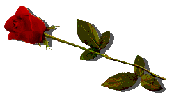 Rose image