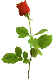 one_red_rose.jpg