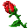 tiny rose