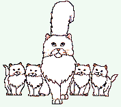 [Image of White Cats]