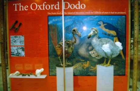 Alice's dodo