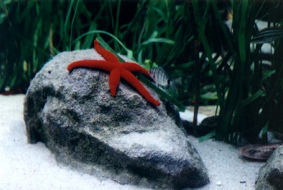 Starfish in the Aquarium