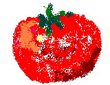 Hand-drawn, homegrown tomato