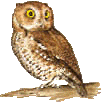 owl