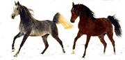 2 horses