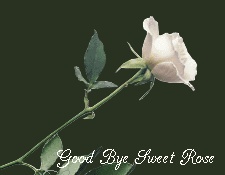 white rose