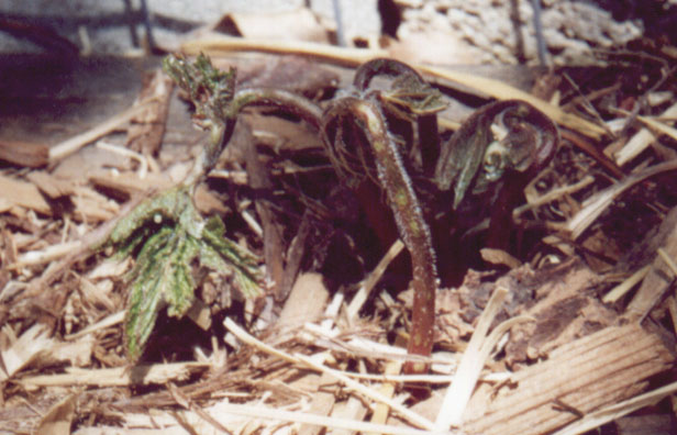 goldenseal waking up after a long winters nap